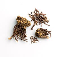 Aster (Root) / Zi Wan