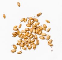 Sprouted Barley (Mai Ya)